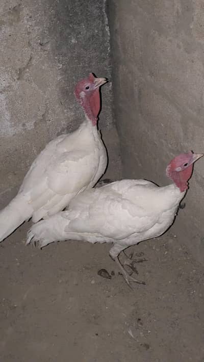Turkey bird Male and pair both