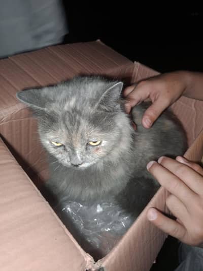 Grey persian Tripal caot cat female litter trained lahore