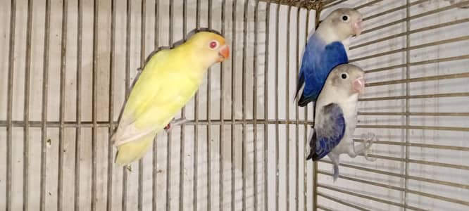 active lovebird
