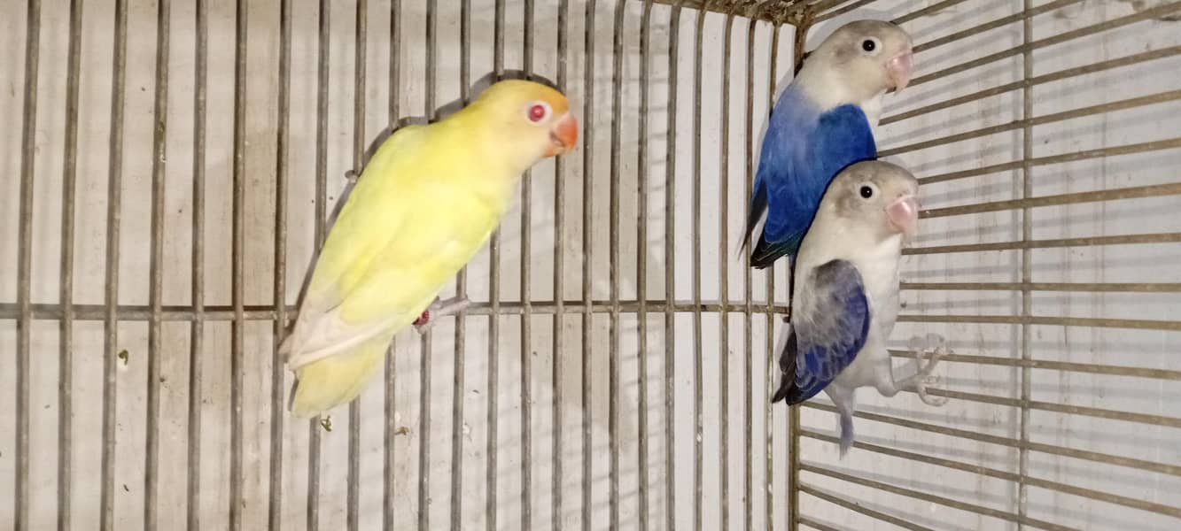active lovebird 0