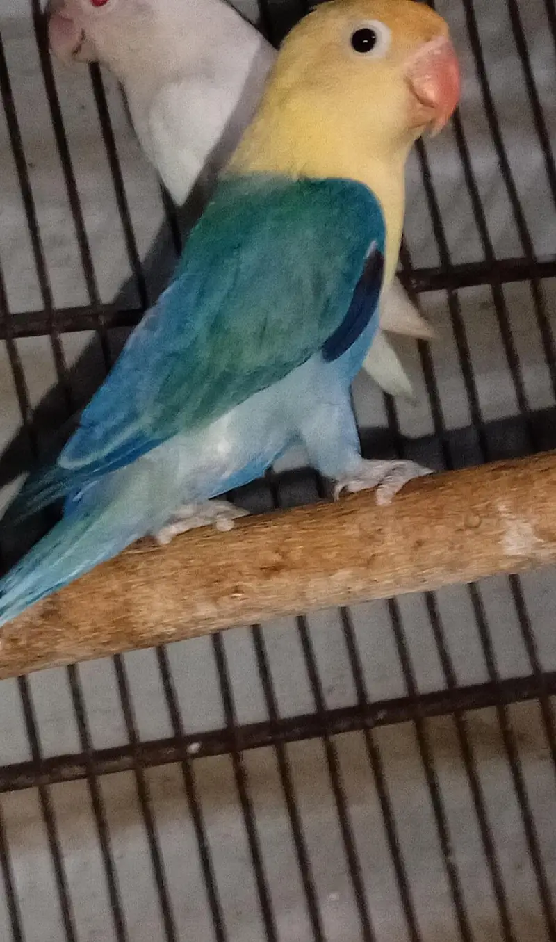 active lovebird — photo 2