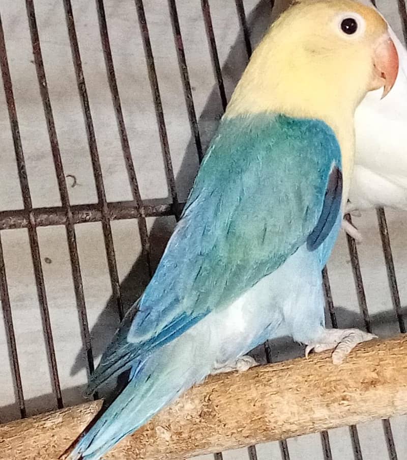 active lovebird 2