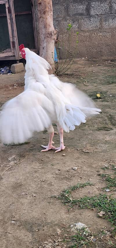 Desi Pair Murghee