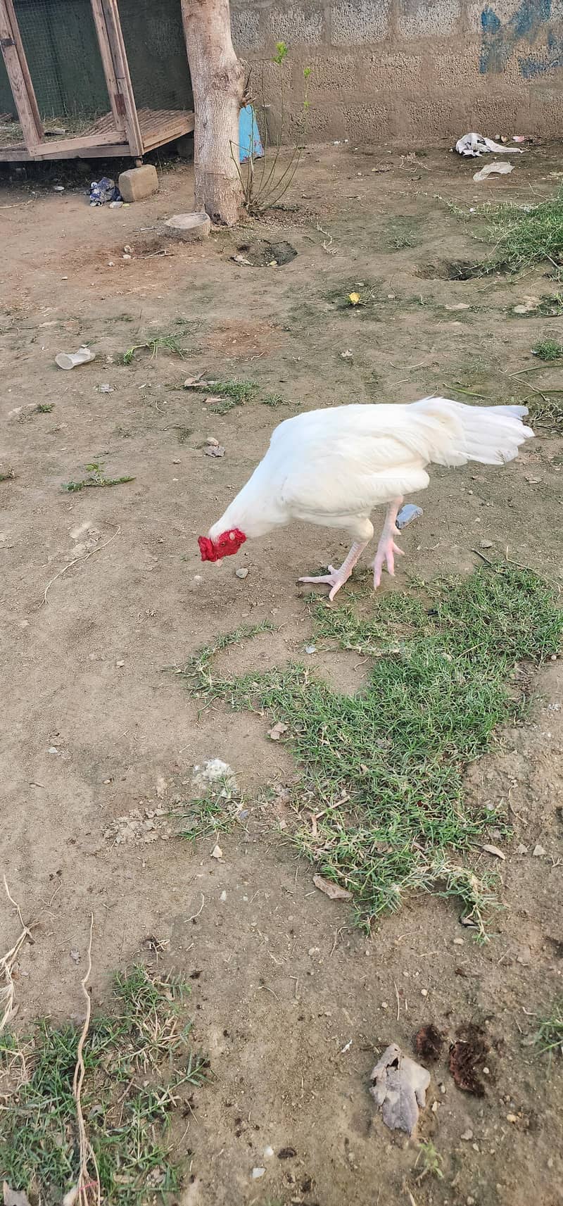 Desi Pair Murghee 1
