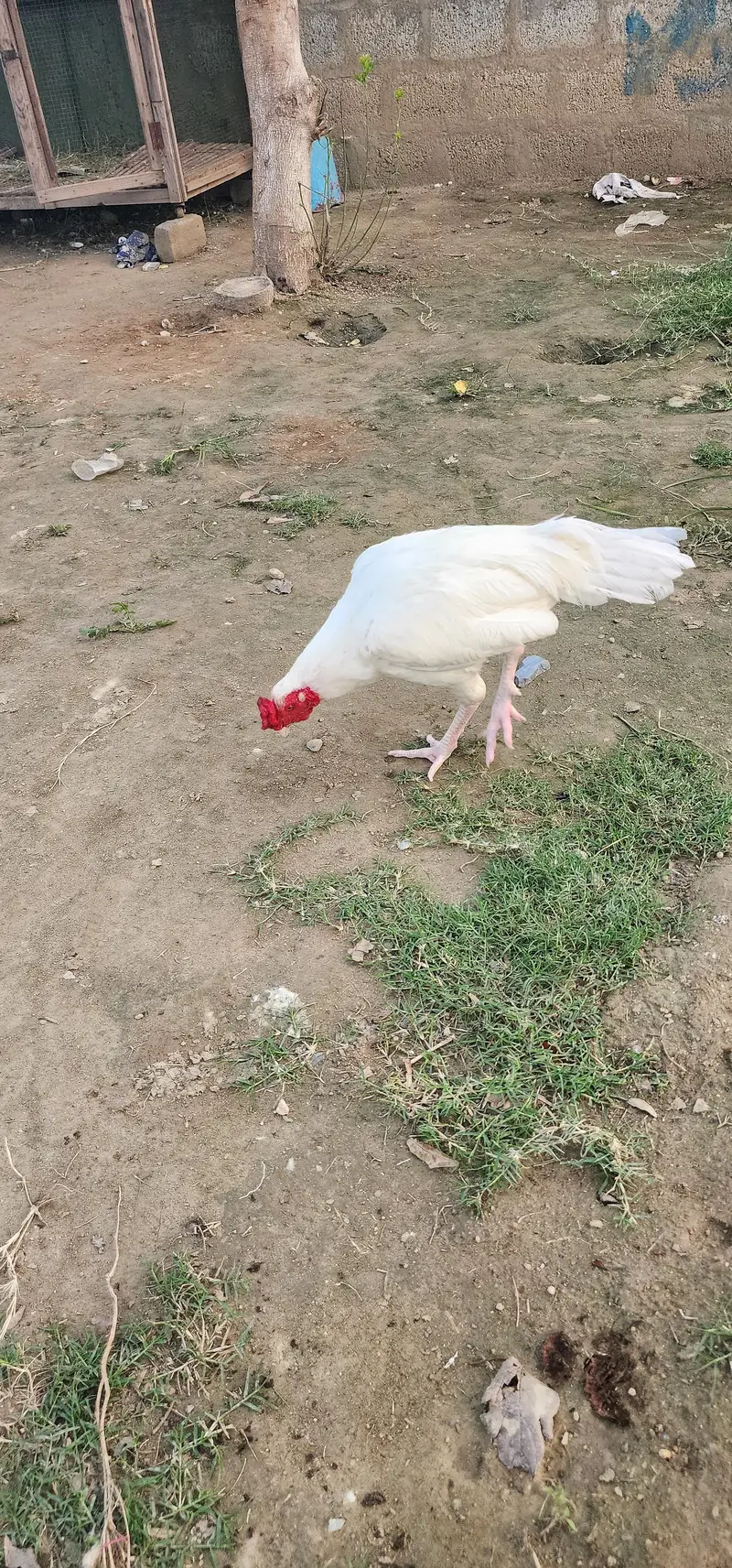 Desi Pair Murghee — photo 2