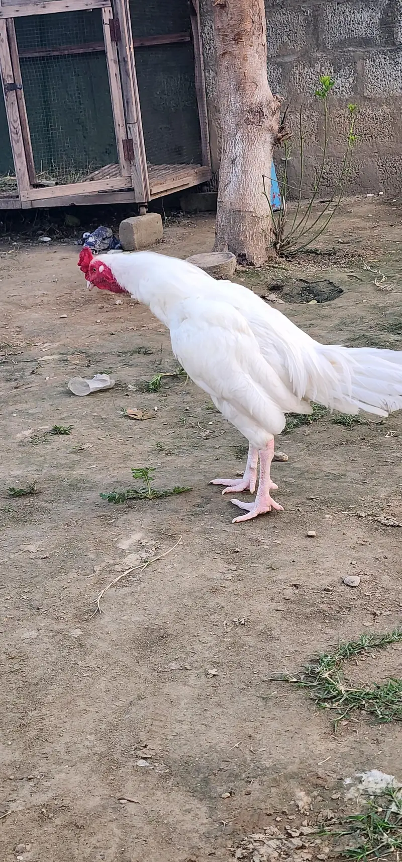 Desi Pair Murghee — photo 3