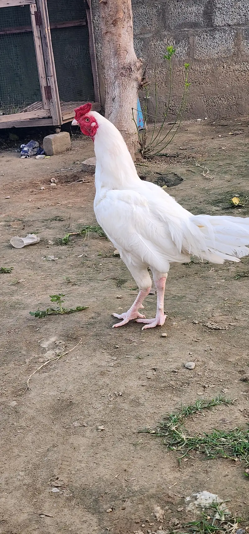 Desi Pair Murghee — photo 4