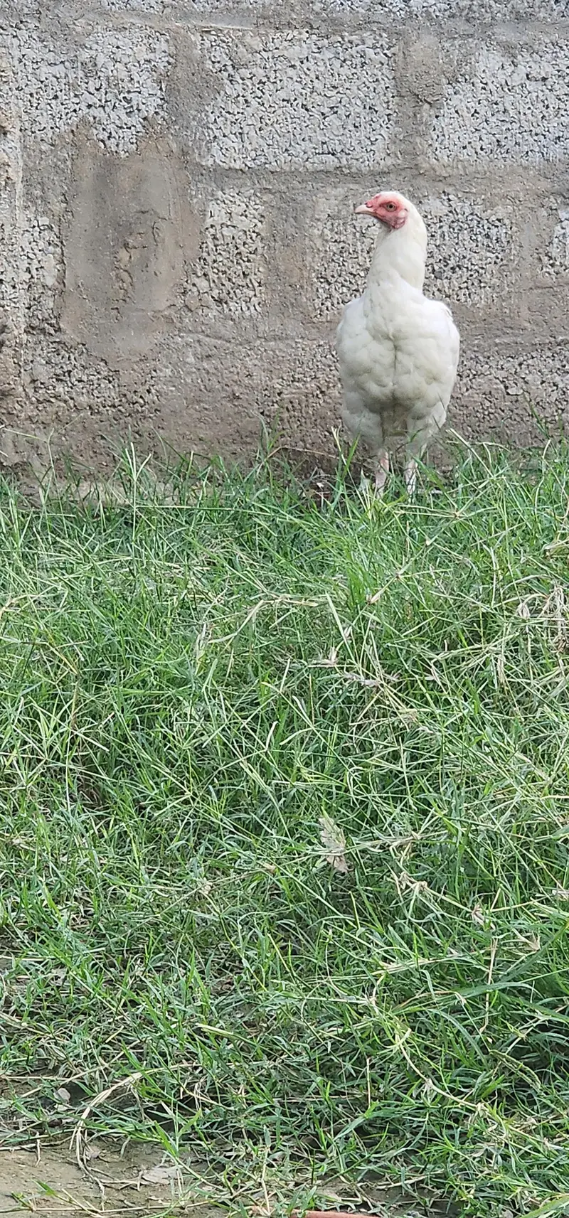 Desi Pair Murghee — photo 5