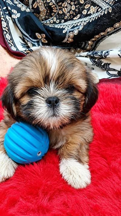 shih tzu puppy male sirf Karachi wale raabta Karen 03433030216