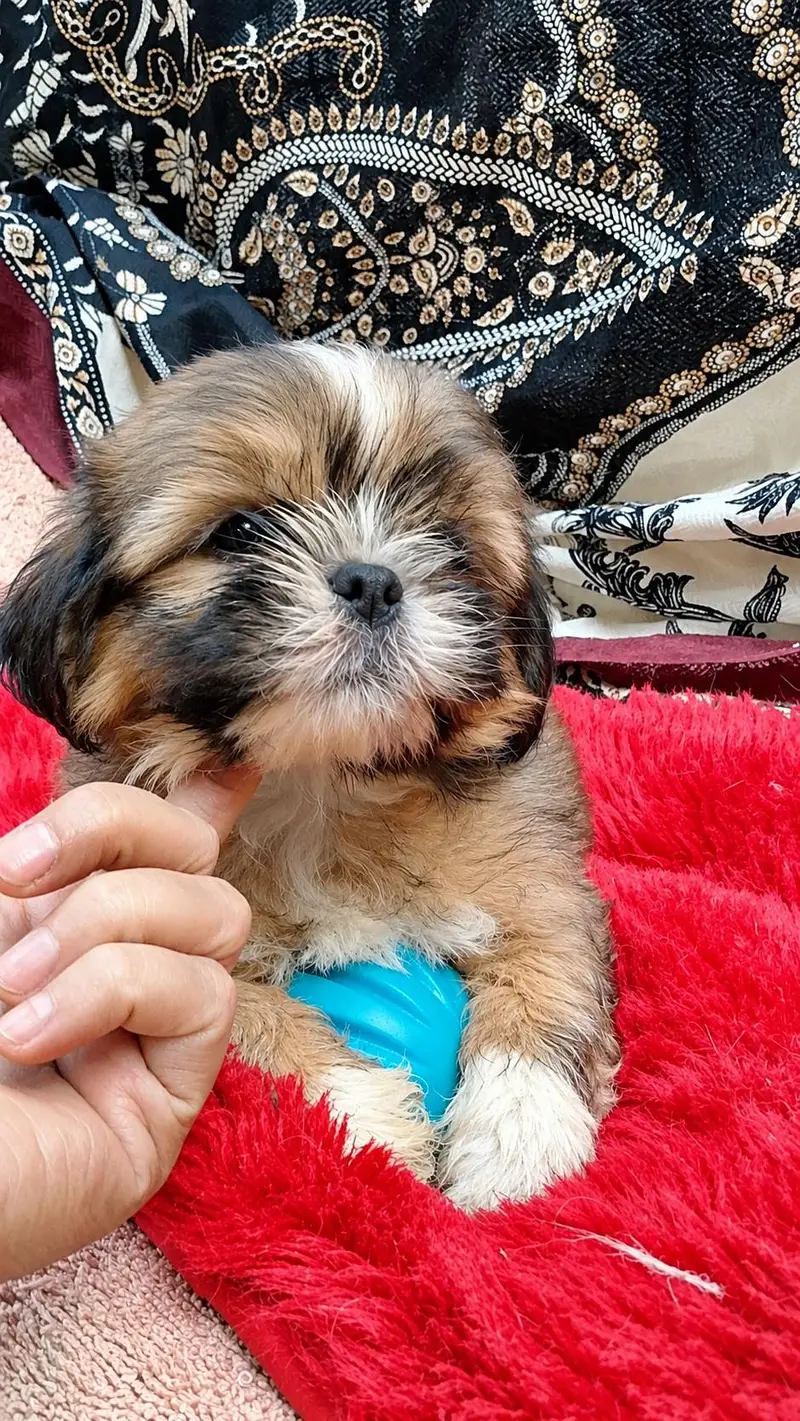 shih tzu puppy male sirf Karachi wale raabta Karen 03433030216 — photo 2