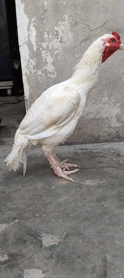 buhat hi niyab aseel boska