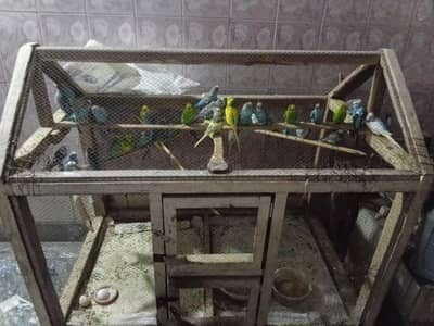 Aurstailian parrot pair
