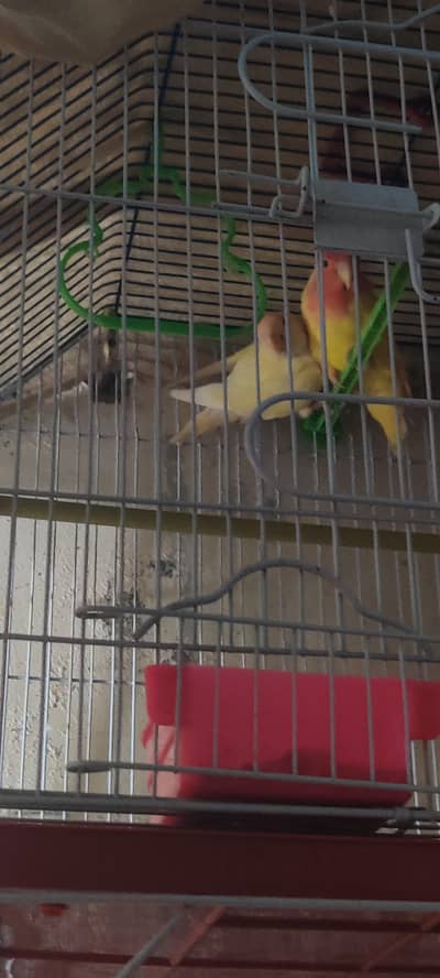 fresh breeder pair