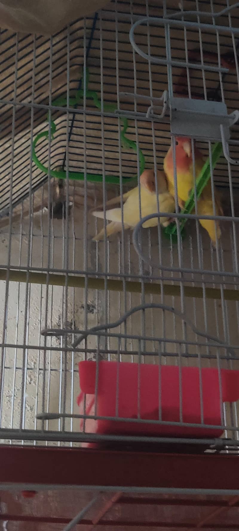 fresh breeder pair 0