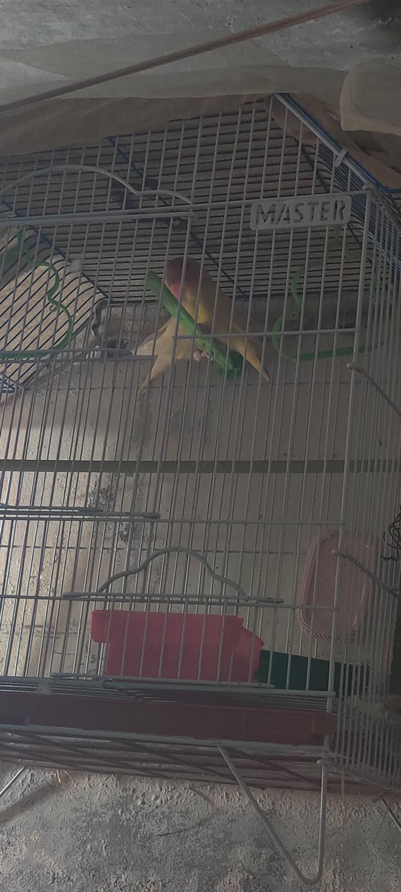 fresh breeder pair 1
