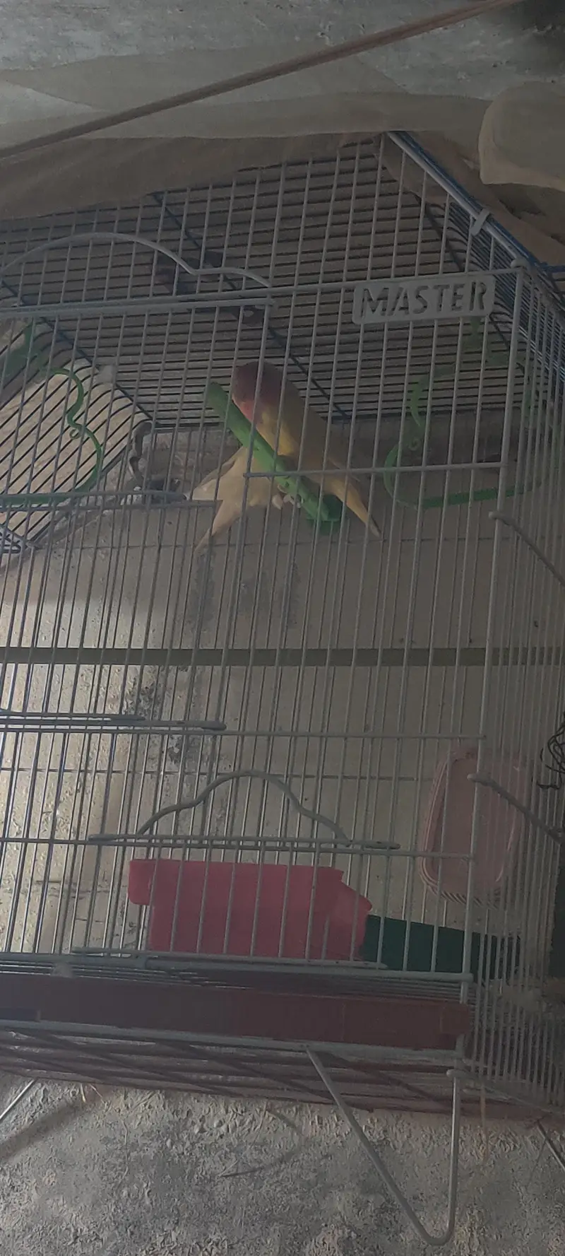 fresh breeder pair — photo 2
