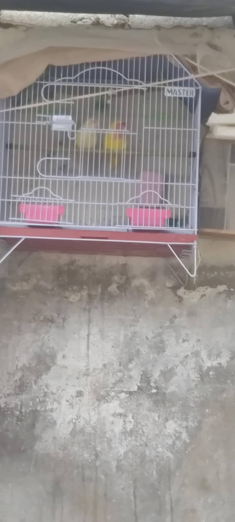 fresh breeder pair 2
