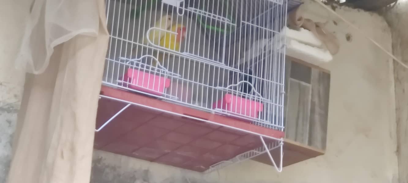 fresh breeder pair 3