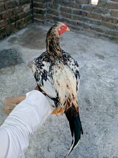 aseel murga