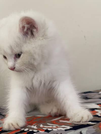 persain kitten