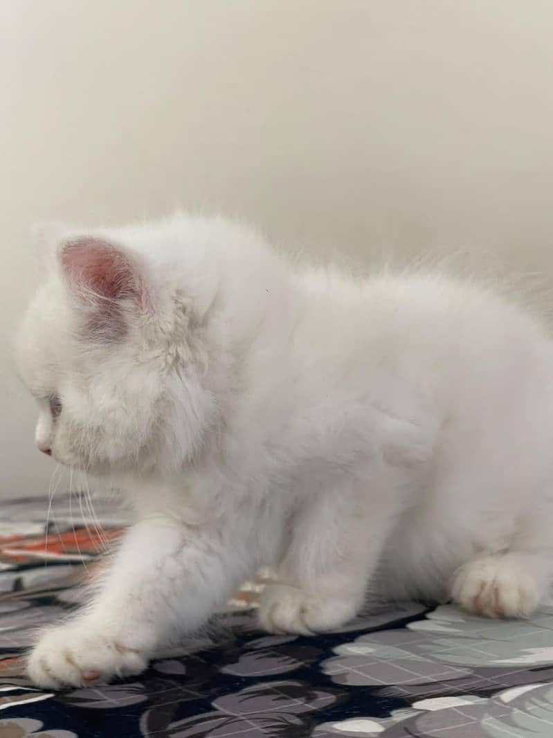 persain kitten 1