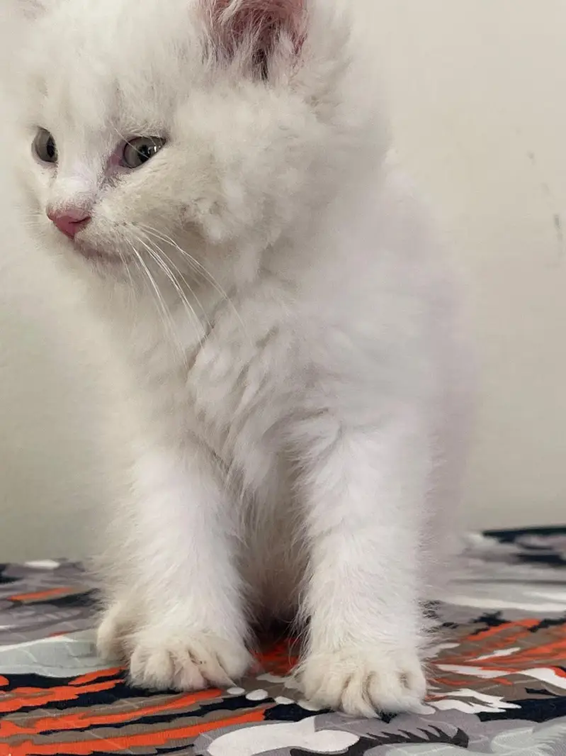 persain kitten — photo 3