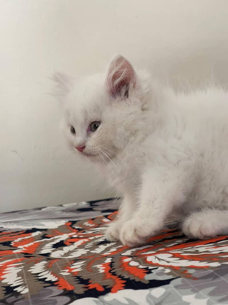 persain kitten 3