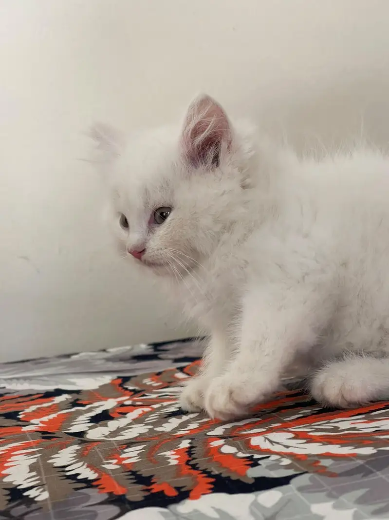 persain kitten — photo 4