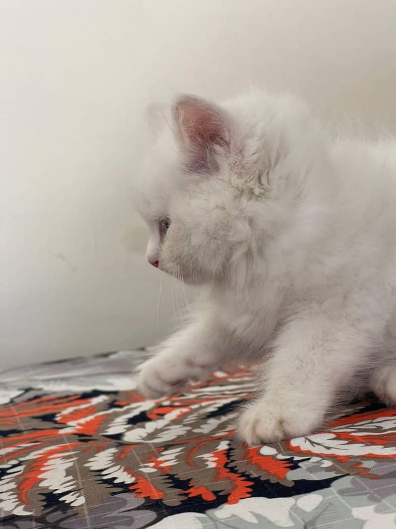 persain kitten 4