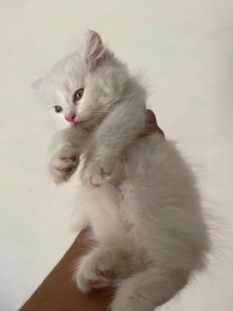 persain kitten 5