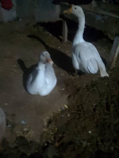 Duck for sale