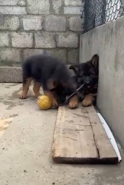 German Shepherd  Puppies 03456011805