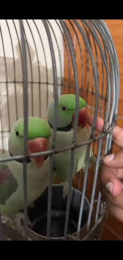 RAW Parrot male