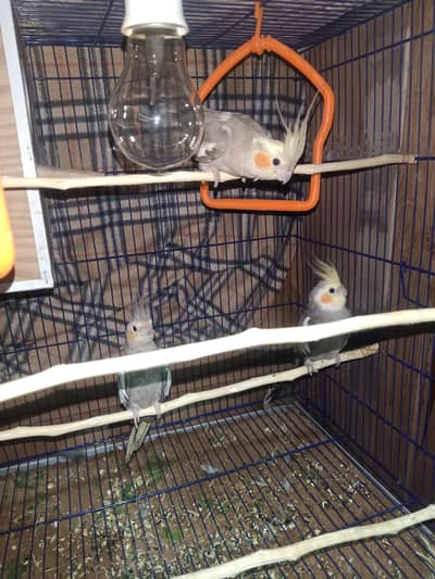 breeder cocktail pair with chick