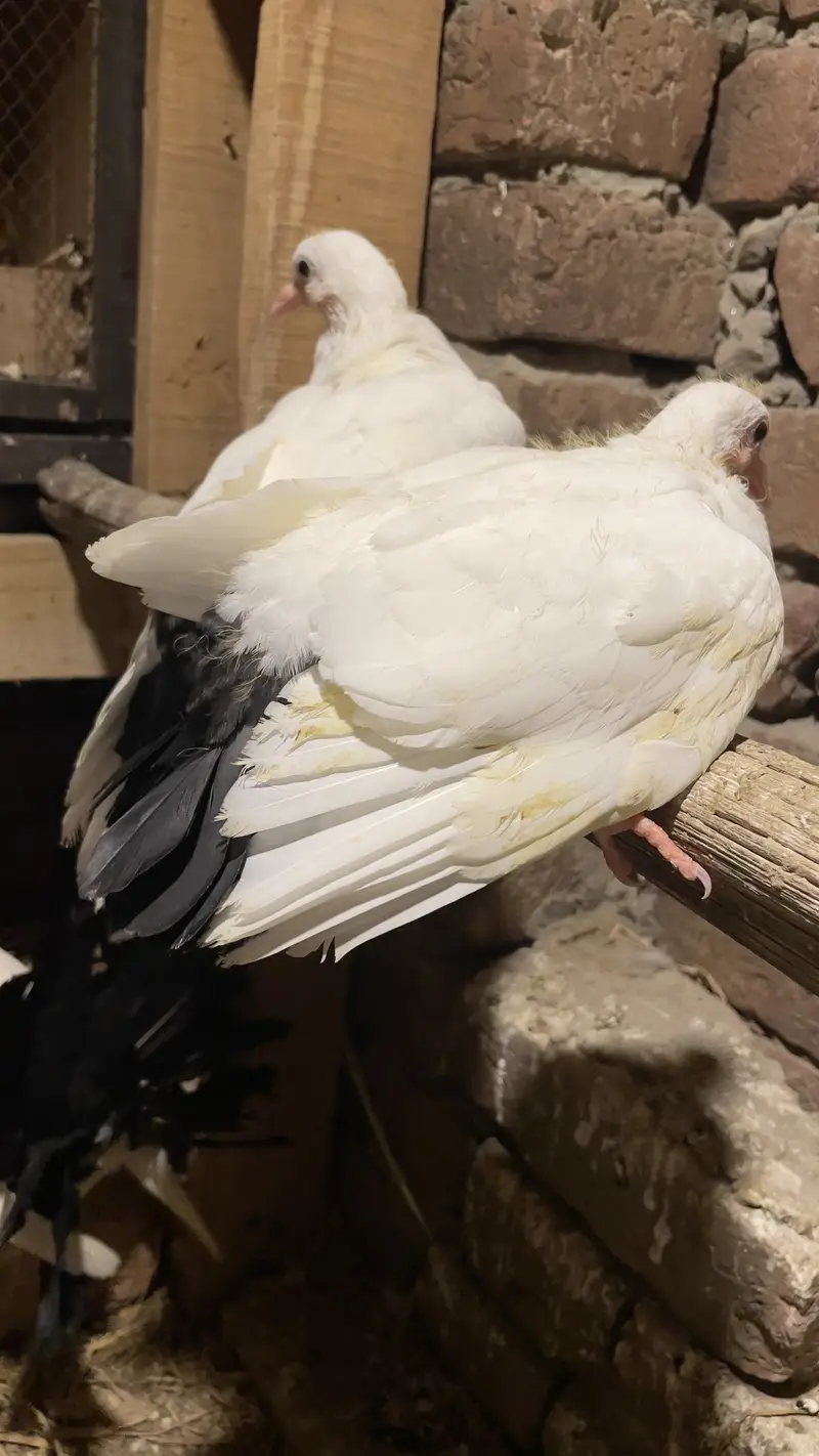 Black Tail baby pegons healthy — photo 3