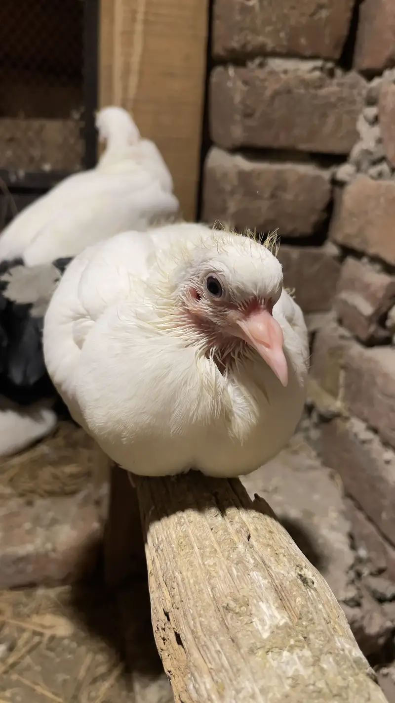 Black Tail baby pegons healthy — photo 5