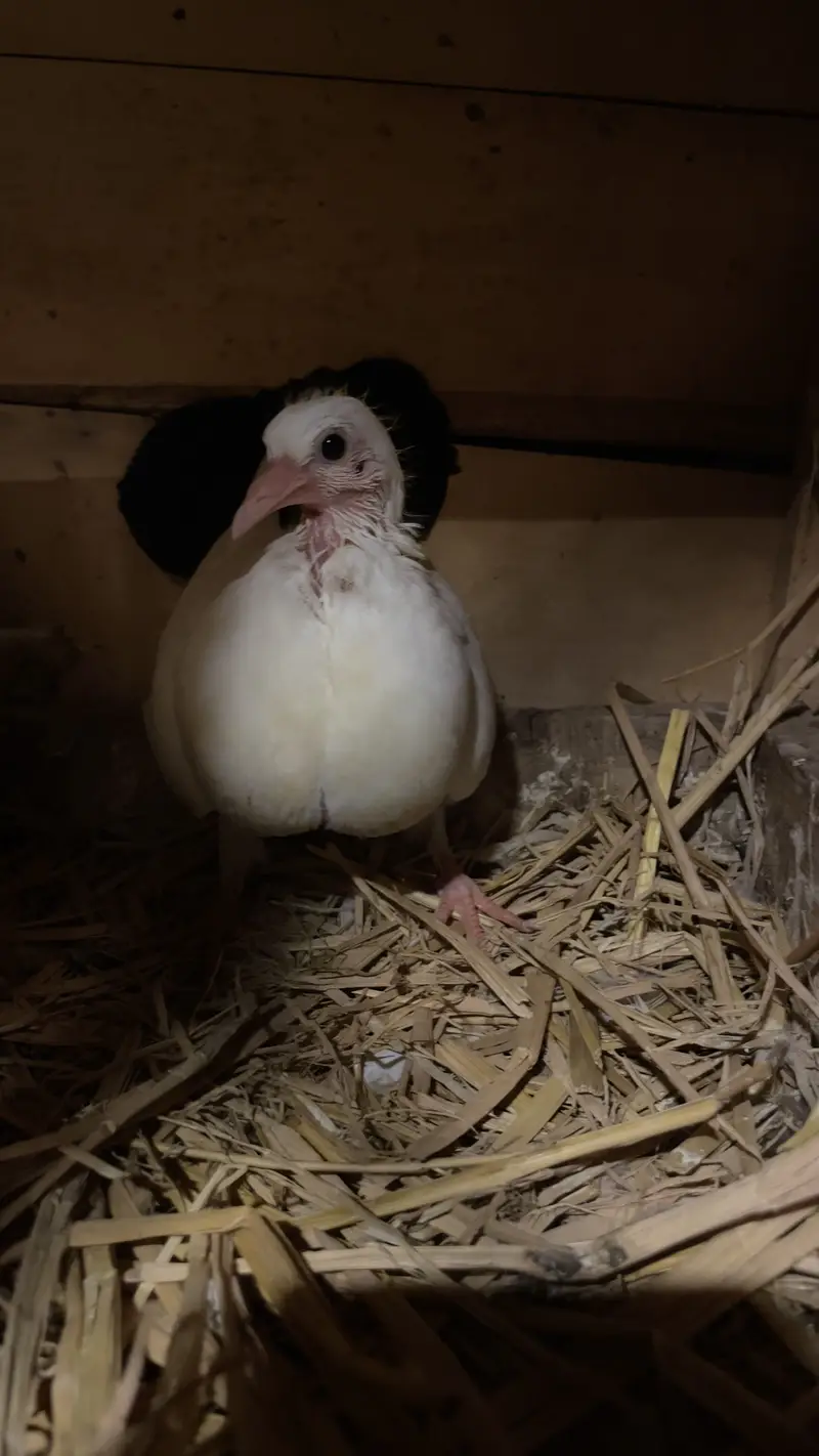 Black Tail baby pegons healthy — photo 6