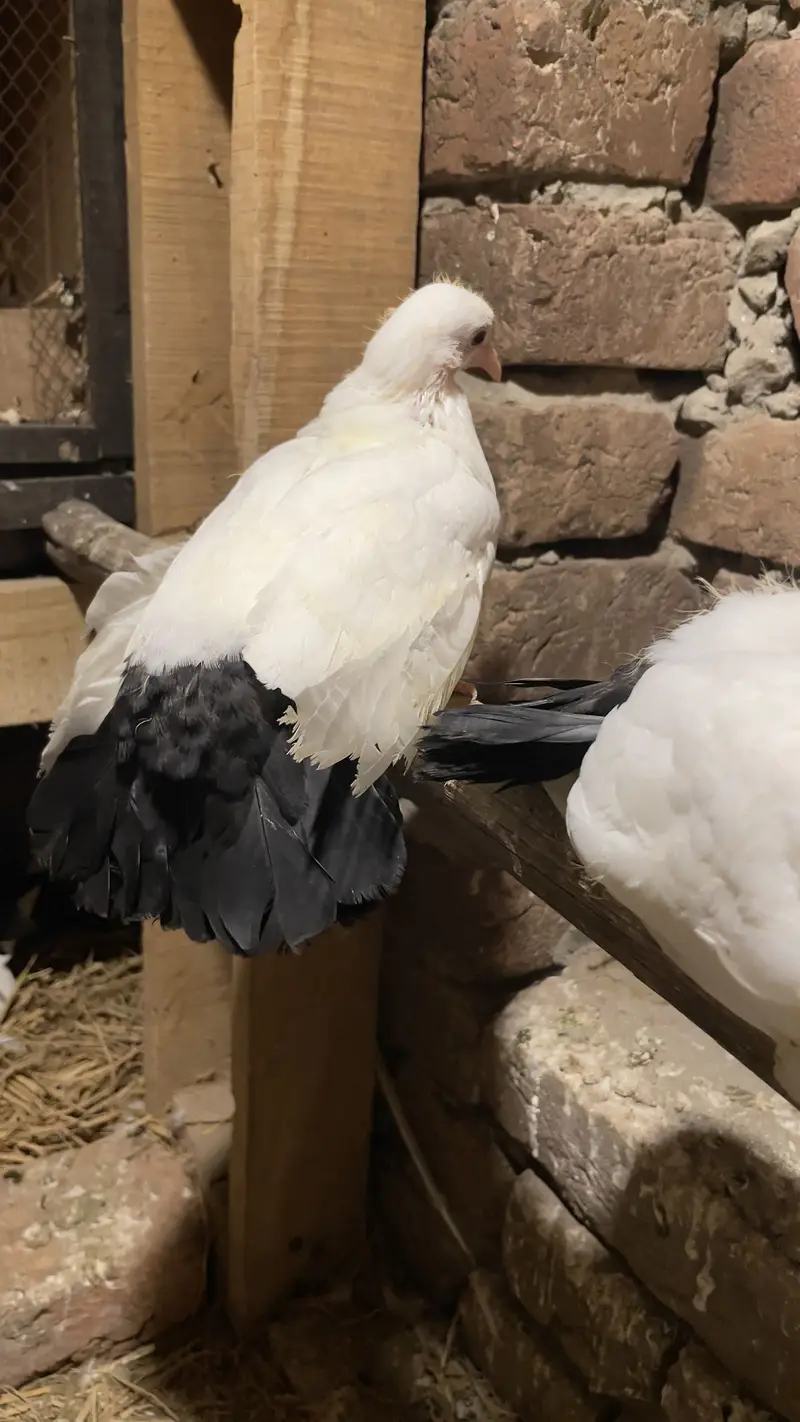 Black Tail baby pegons healthy — photo 7