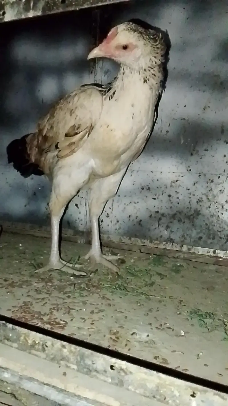 aseel murgha or murghiya — photo 4
