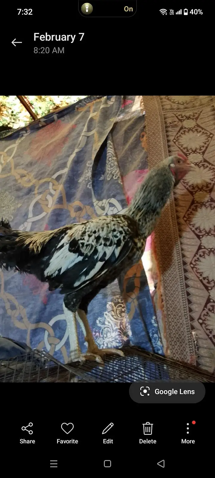 aseel murgha or murghiya — photo 6