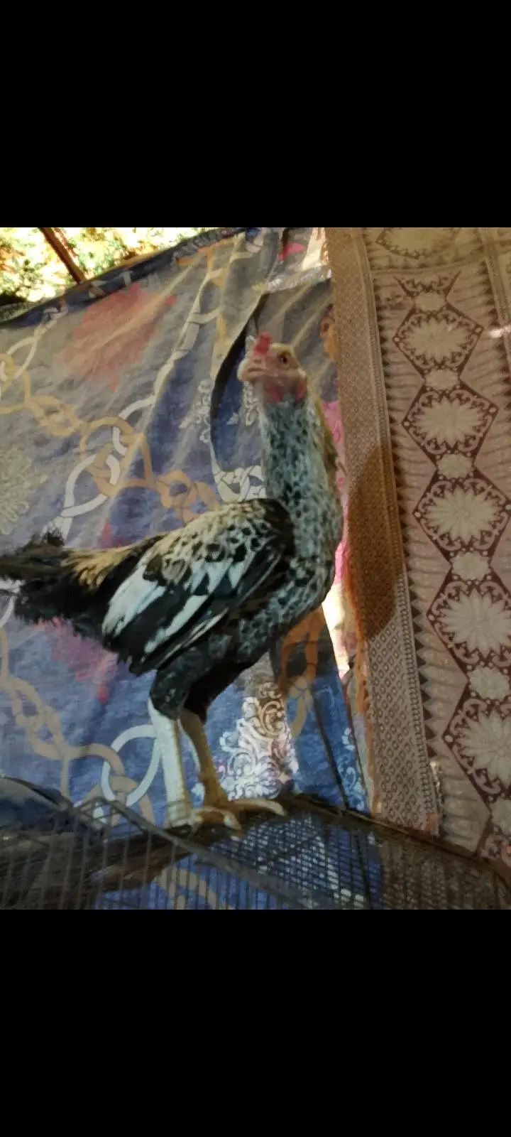 aseel murgha or murghiya — photo 8