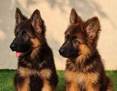 German Shepherd  Puppies 03456011805
