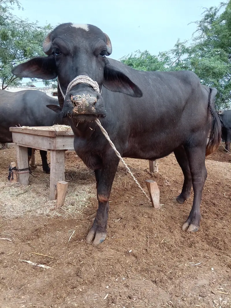 mo se do dant ha — photo 2
