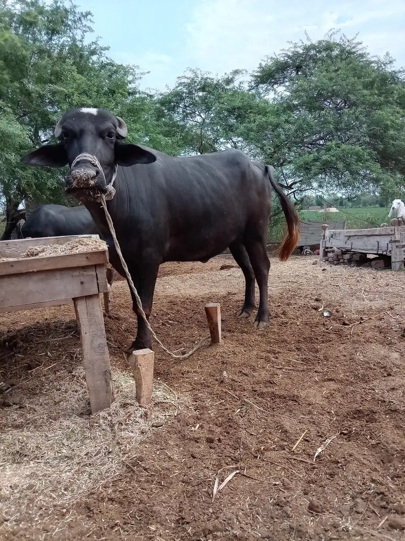 mo se do dant ha — photo 3