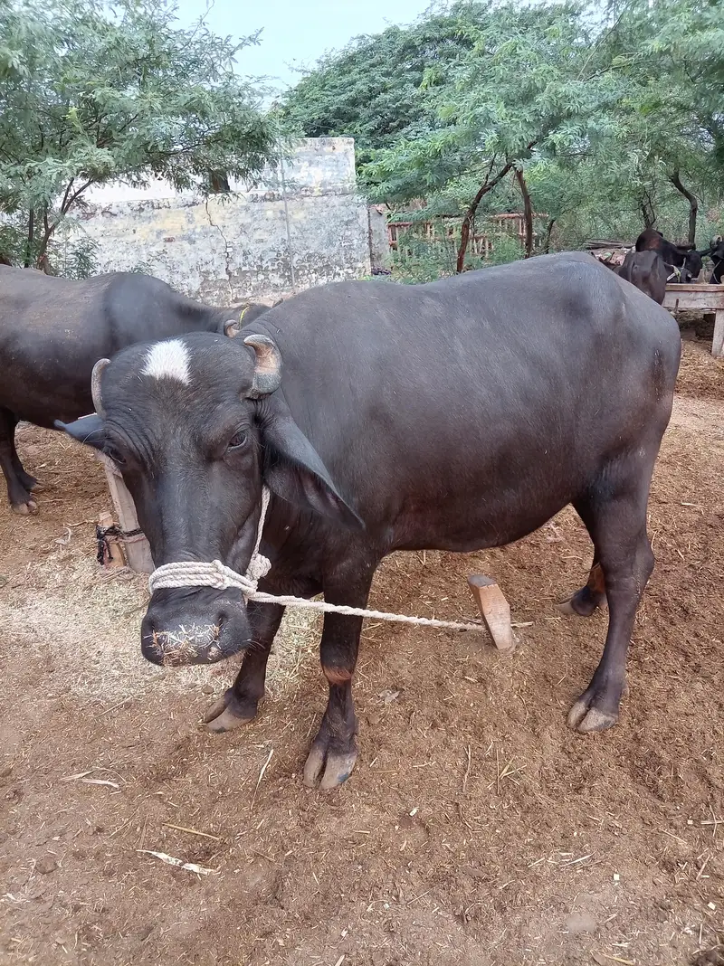 mo se do dant ha — photo 5