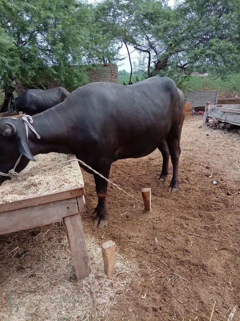 mo se do dant ha — photo 6