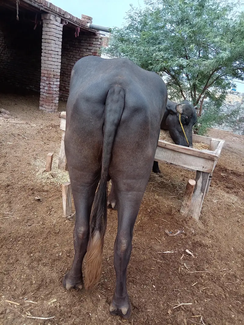 mo se do dant ha — photo 7