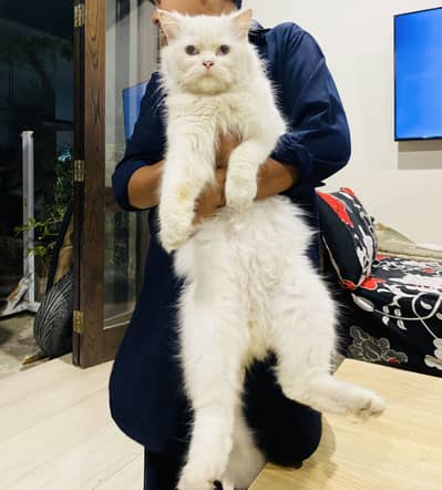 PURE PERSIAN PAIR WITH BLUE EYES.