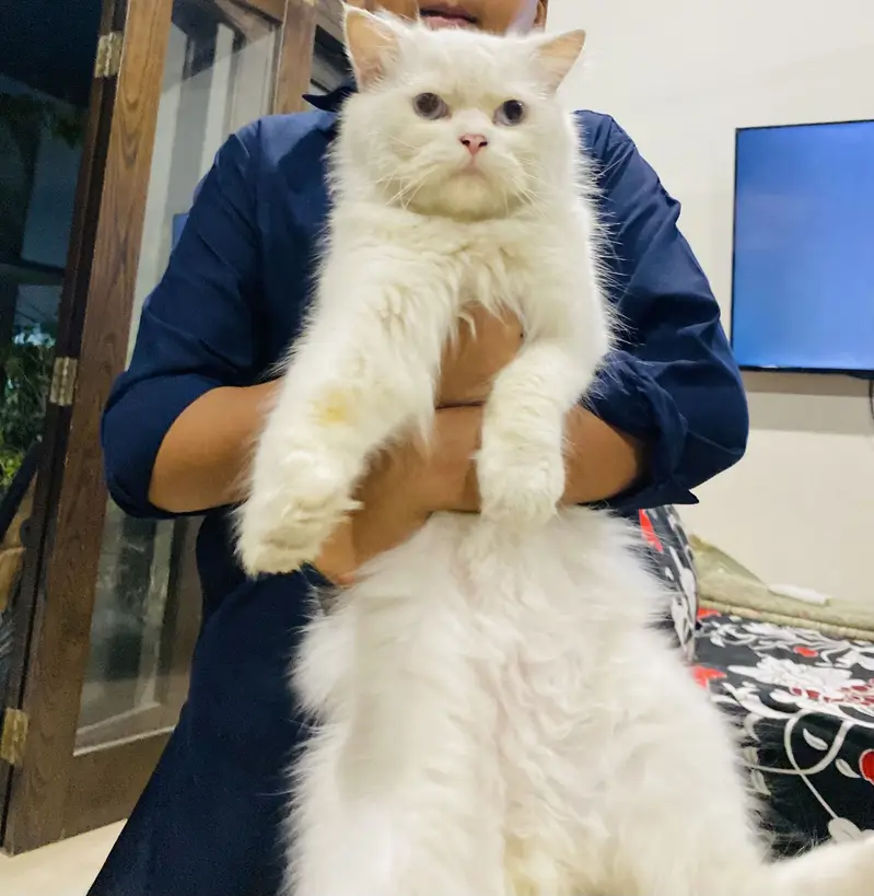 PURE PERSIAN PAIR WITH BLUE EYES. — photo 2