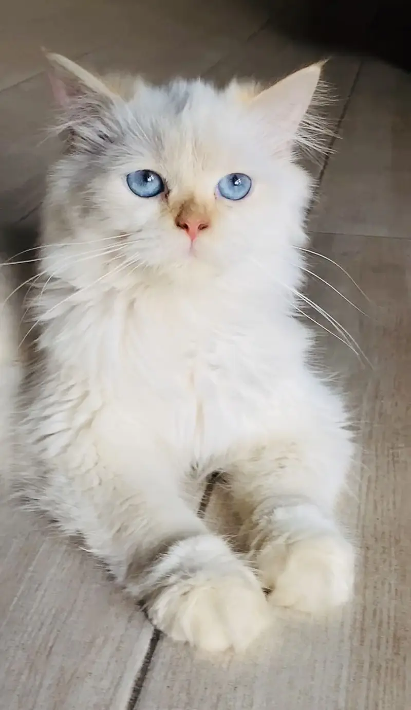 PURE PERSIAN PAIR WITH BLUE EYES. — photo 4